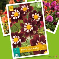 Dahlia Mary Evelyn-2