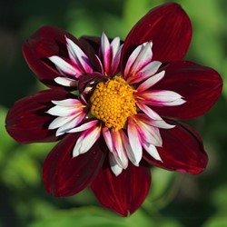 Dahlia Mary Evelyn - Tuindahlia