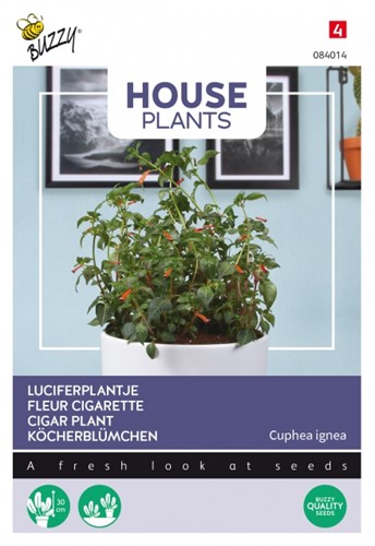 Köcherblümchen - Buzzy House Plants
