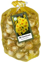 Meerbloemige Narcissen Golden Dawn - Narcissus (XL-Verpakking)