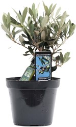 Olea Olive - Ø13cm - 25cm