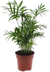 Zimmerpflanze als Geschenk kaufen? Online Top Qualitt pflanzen und  Gartenartikelen bestellen
