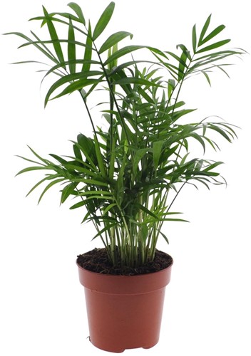 Chamaedorea Elegans – Mexikanische Bergpalme – Ø12cm – 40cm