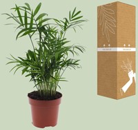 Chamaedorea Elegans – Mexikanische Bergpalme – Ø12cm – 40cm-2