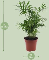 Chamaedorea Elegans – Mexikanische Bergpalme – Ø12cm – 40cm-3