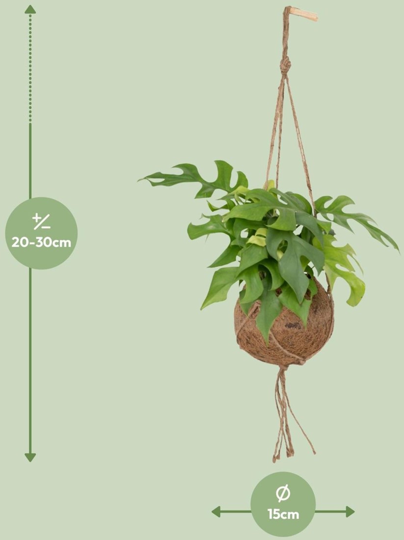 Kokodama Monstera Minima Hngepflanze - 15cm - 25cm