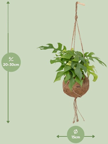 Kokodama Monstera Minima Hängepflanze - Ø15cm - 25cm-3