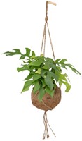 Kokodama Monstera Minima Hängepflanze - Ø15cm - 25cm