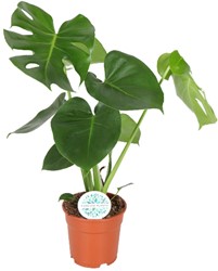 Monstera Deliciosa - Ø17cm - 55cm