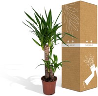 Yucca Elephantipes - Ø14cm - 40cm-2