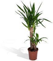 Yucca Elephantipes - Ø14cm - 40cm