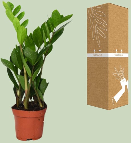 Zamioculcas Zamiifolia - Ø12cm - 40cm-2
