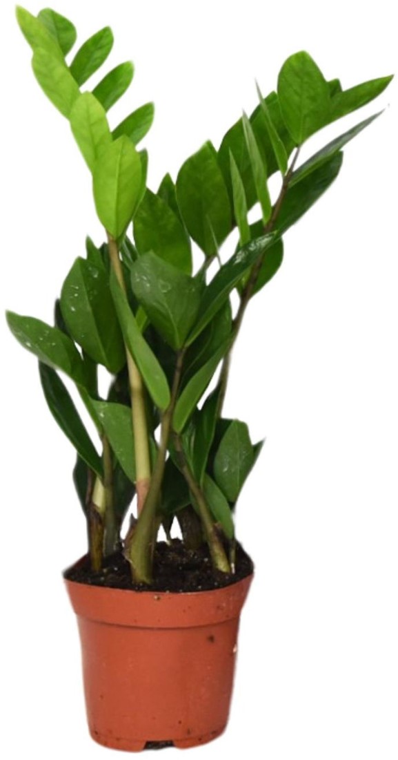ufopflanze bestellen Kokodama-Ampel Ufopflanze kaufen | Pilea Peperomioides