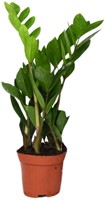 Zamioculcas Zamiifolia - Ø12cm - 40cm