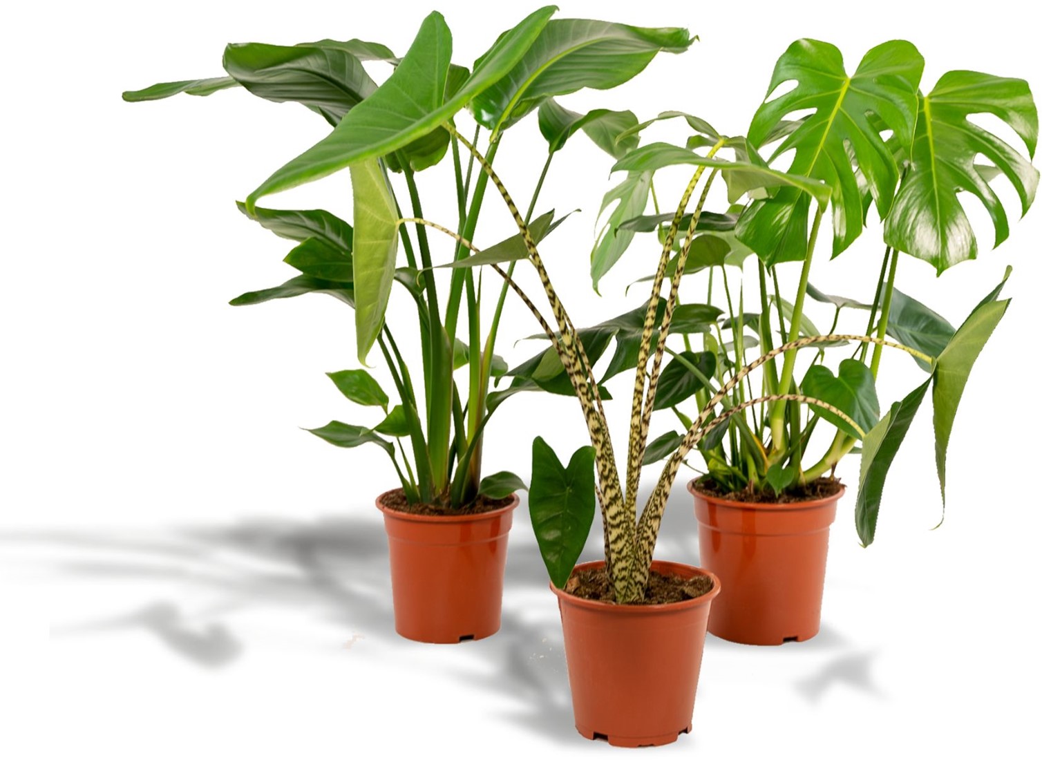 philodendron birkin White Wave
