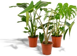 Mittelgroe Zimmerpflanzen kaufen? Online Top Qualitt pflanzen und  Gartenartikelen bestellen