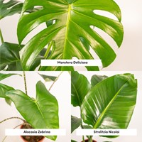 Monstera Deliciosa - Ø21cm - 75cm + Alocasia Zebrina - Ø19cm - 75cm + Strelitzia Nicolai - Ø19cm - 85cm-2