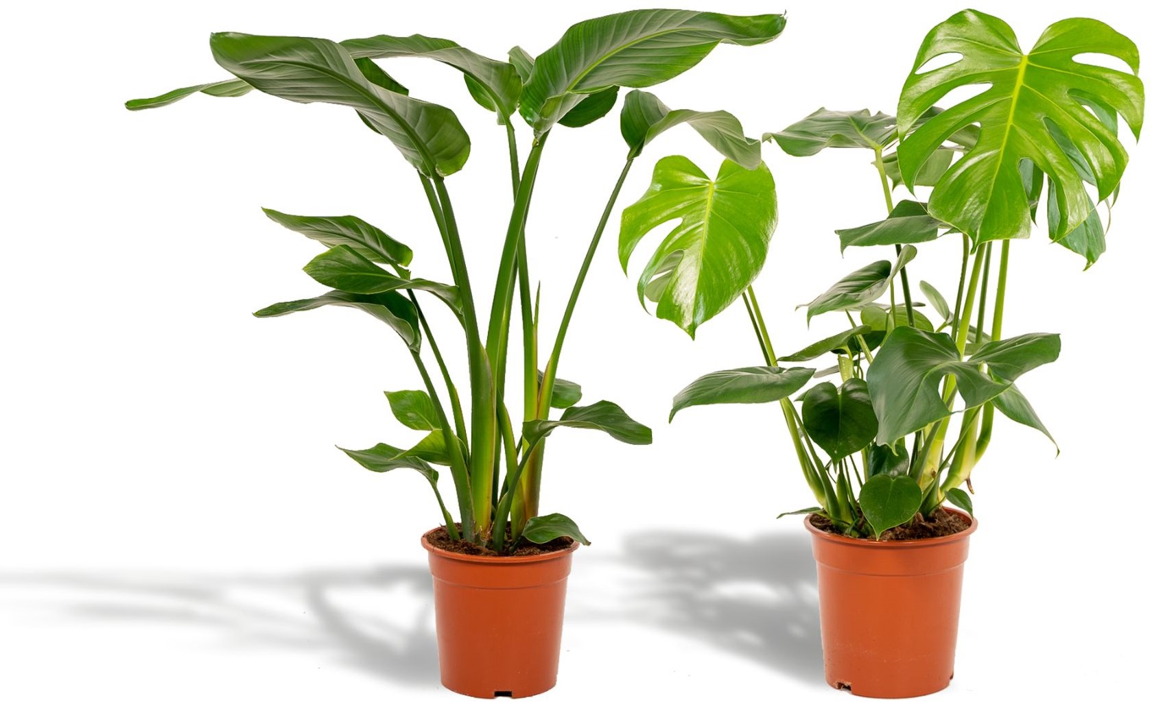 Strelitzia + Monstera kaufen? Einfach online bestellen  Gartencenter Koeman