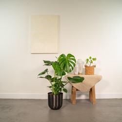 Monstera Deliciosa – 80cm – Ø21cm + Topf Mayk Lead