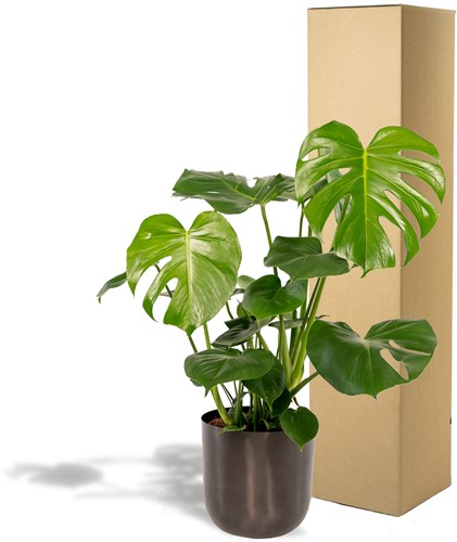 Monstera Deliciosa – 80cm – Ø21cm + Topf Mayk Lead-3