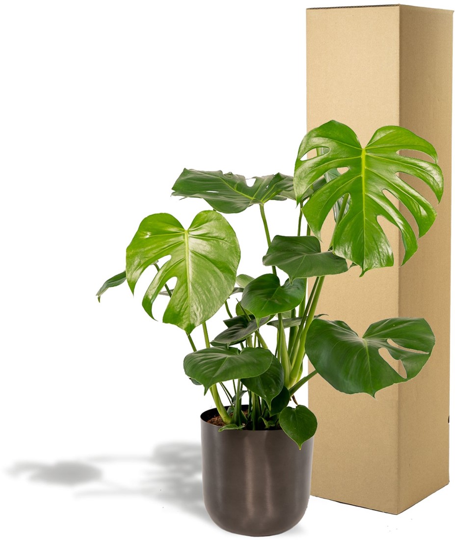 monstera standleyana cobra Monstera Cobra