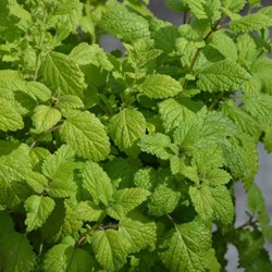 Citroenmelisse - Melissa officinalis (Potplant)