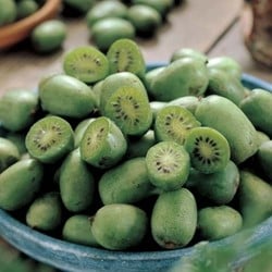 Actinidia Arguta Issai - Kiwibeere