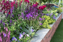 Garten Border Langblühendes Beet Modeste Herwig (66 Pflanzen)