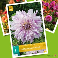 Dahlia Mom's Special - Dahlia dinnerplate-2