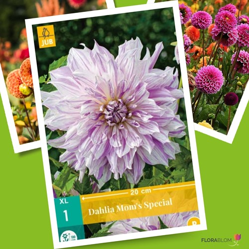 Dahlia Mom's Special - Dahlia dinnerplate-2