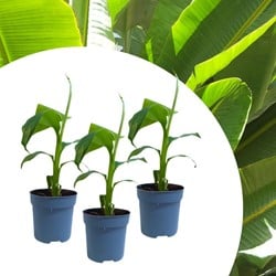 Musa Basjoo - Japanese fiber banana (Dreierpack)