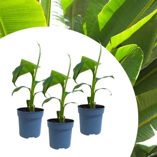 Musa Basjoo - Japanese fiber banana (Dreierpack)