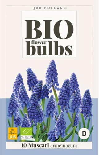Muscari Armeniacum - Bio Flower Bulbs