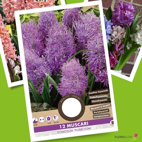 Muscari comosum Plumosum - Federhyazinthe