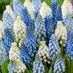 Traubenhyazinthen Mischung (Großpackung) - Muscari