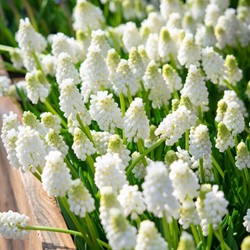 Blauwe Druifjes White Magic – Muscari (XL-Verpakking)