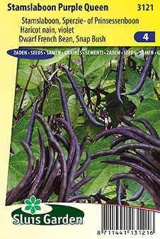 Buschbohnen Purple Queen - Phaseolus vulgaris