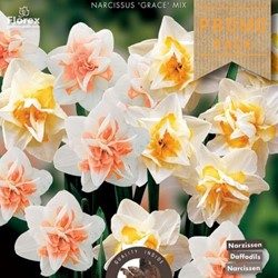 Narzisse Grace Mischung - Narcissus