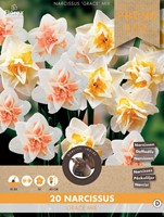 Narzisse Grace Mischung - Narcissus-2