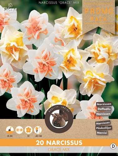 Narzisse Grace Mischung - Narcissus-2