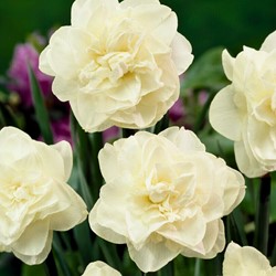 Narcis Obdam - Narcissus
