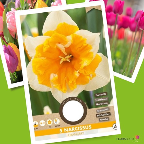 Narzisse Orangerie - Narcissus