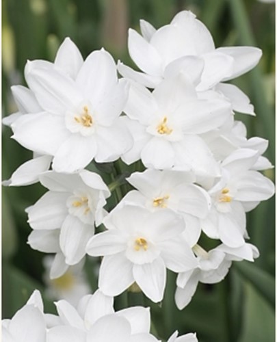 Narzissen Paperwhite (Großpackung) - Narcissus