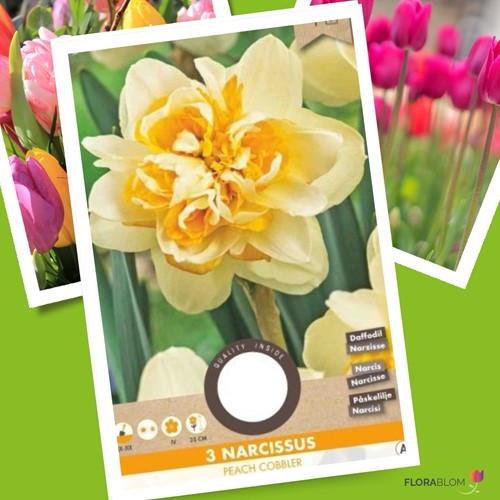 Narzisse Peach Cobbler - Narcissus