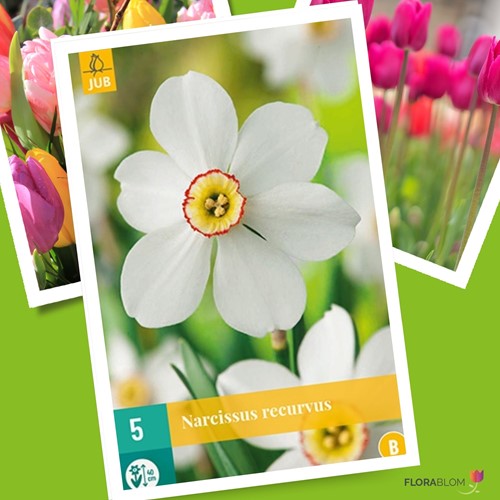 Narzisse Recurvus - Narcissus