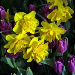 Narzisse Tête Bouclé - Narcissus