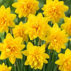 Narcis Tête Bouclé  - Narcissus