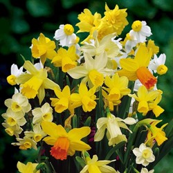 Narzissen Botanisch Misschung (Großpackung) - Narcissus