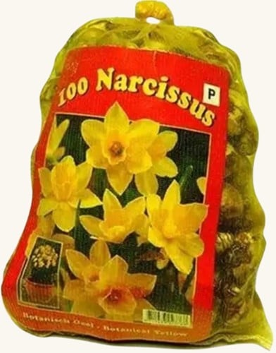 Narzissen Botanisch (XL-Packung) - Narcissus
