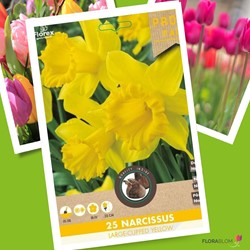 Narzissen Large Cupped Gelb - Narcissus
